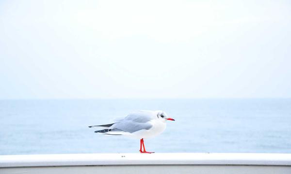麻将入门完全指南
